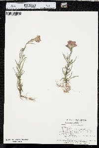 Castilleja indivisa image