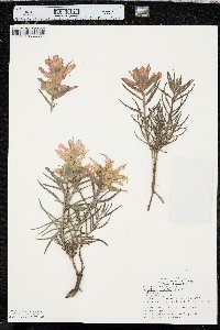 Castilleja linariifolia image