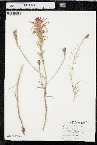 Castilleja linariifolia image