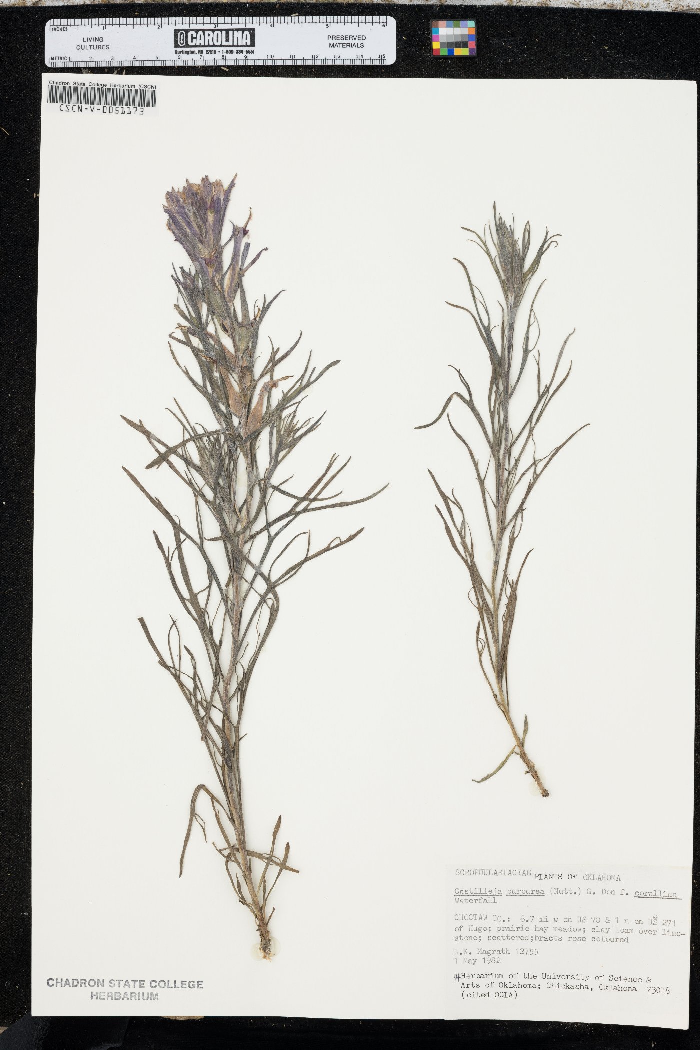 Castilleja purpurea image