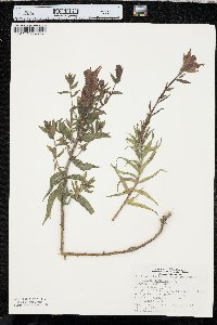 Castilleja rhexiifolia image