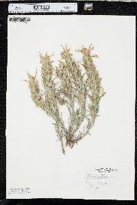 Castilleja sessiliflora image