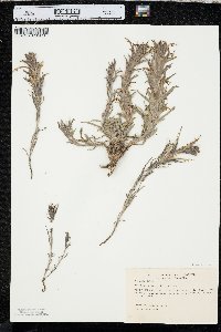 Castilleja sessiliflora image