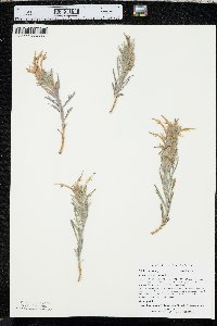 Castilleja sessiliflora image