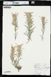 Castilleja sessiliflora image