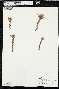 Orobanche fasciculata image