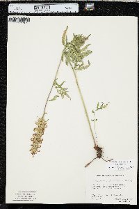 Pedicularis bracteosa image