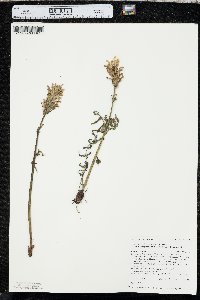 Pedicularis bracteosa image