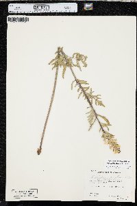 Pedicularis bracteosa image