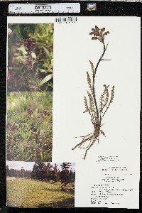 Pedicularis cystopteridifolia image