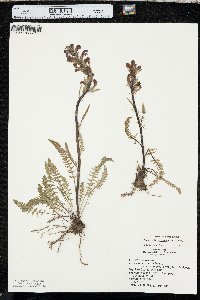 Pedicularis cystopteridifolia image