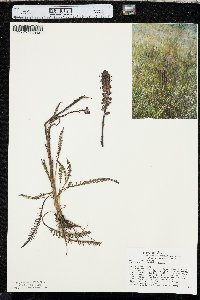 Pedicularis groenlandica image