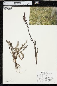 Pedicularis groenlandica image