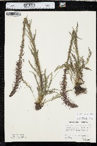 Pedicularis groenlandica image