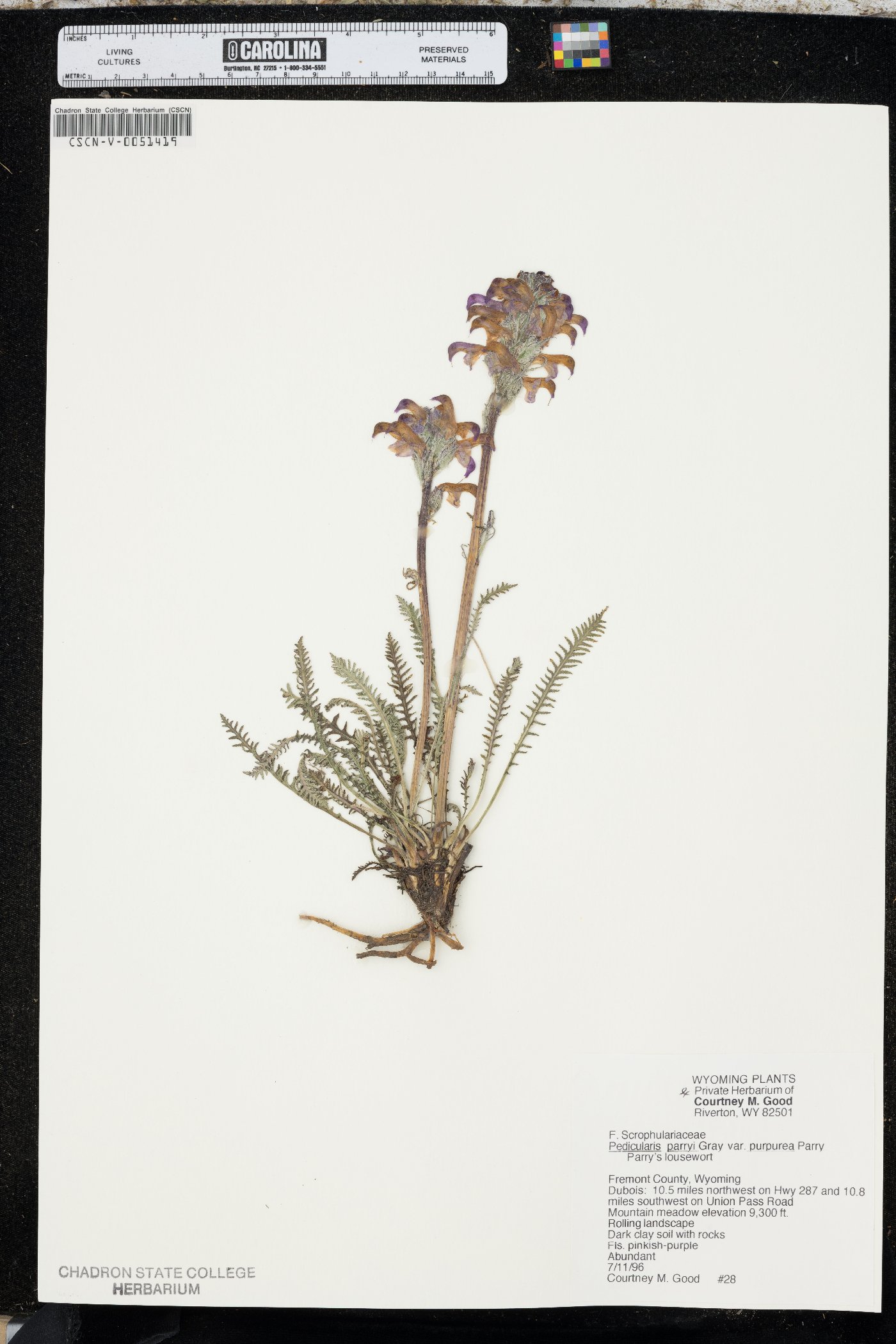 Pedicularis parryi subsp. purpurea image