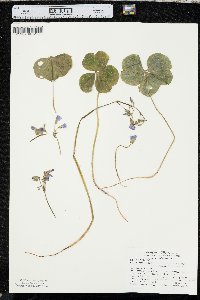 Oxalis debilis image