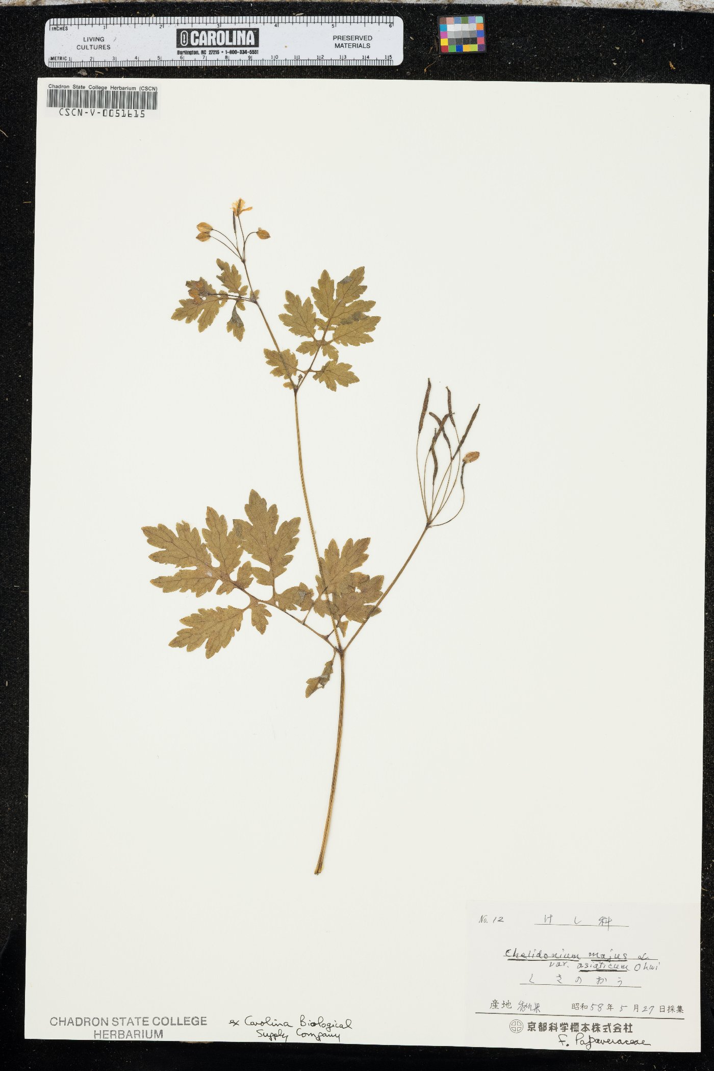 Chelidonium asiaticum image