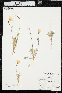 Eschscholzia californica image