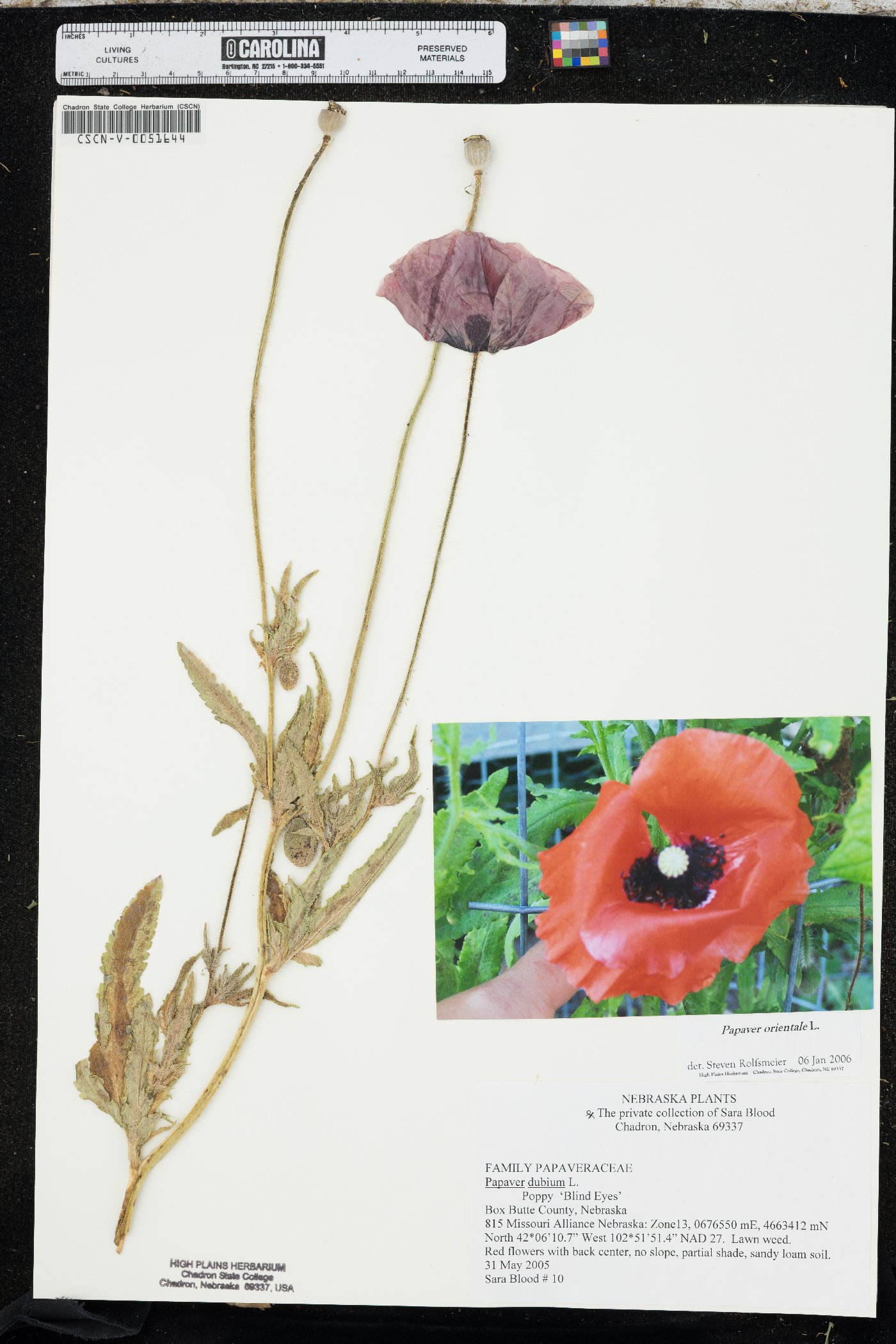 Papaver orientale image
