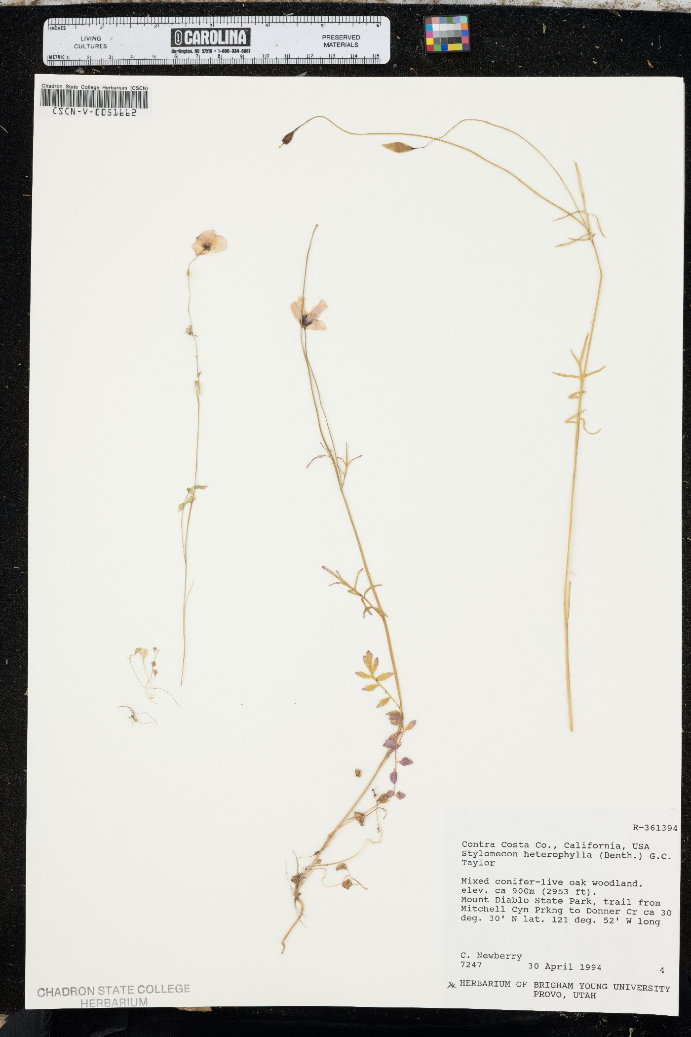 Stylomecon heterophylla image