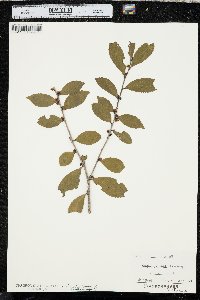 Eurya japonica image