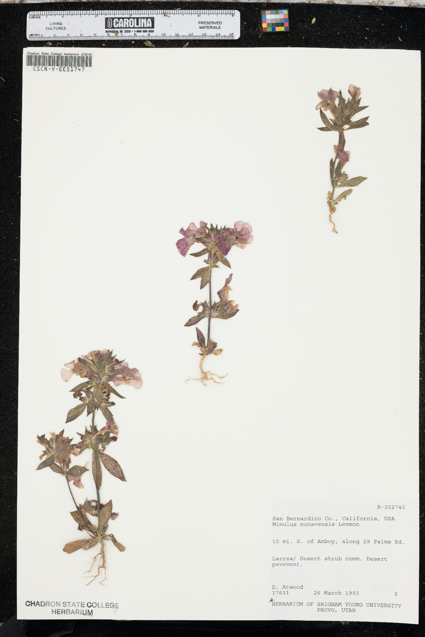 Diplacus mohavensis image
