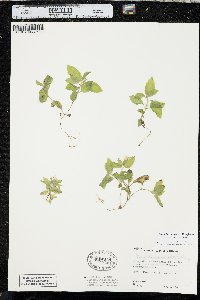 Erythranthe moschata image