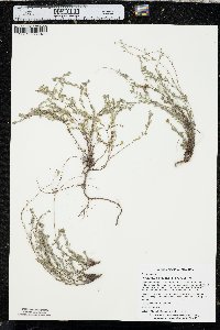 Phyllanthus polygonoides image