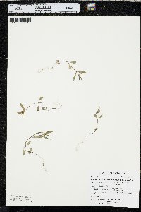 Collinsia parviflora var. parviflora image