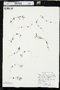 Collinsia parviflora var. parviflora image