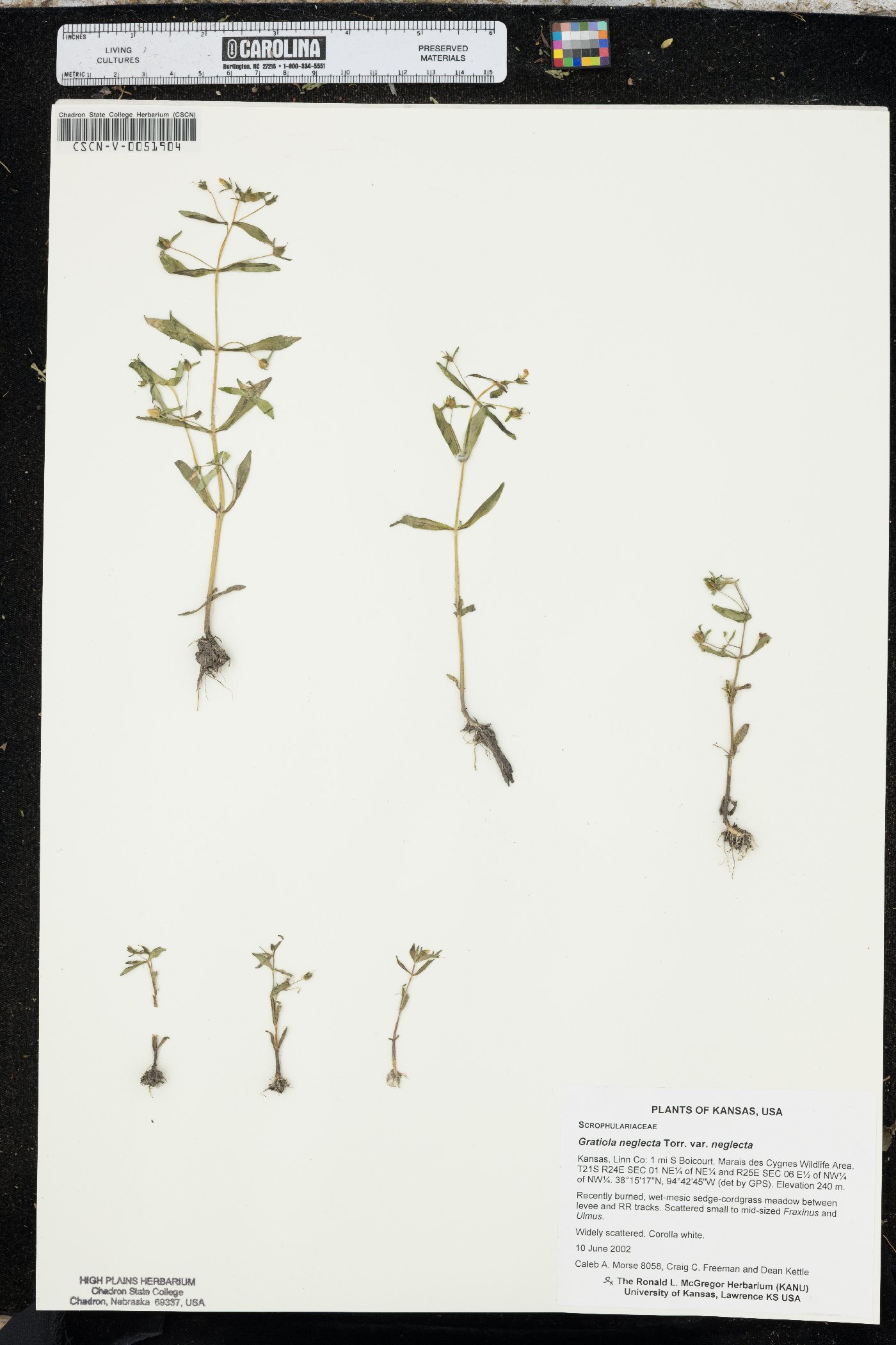 Gratiola neglecta var. neglecta image