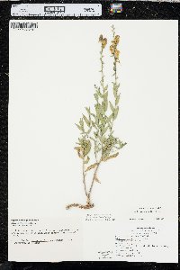 Linaria dalmatica image