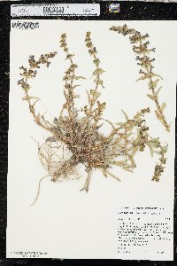 Penstemon acuminatus image