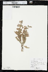 Penstemon albidus image