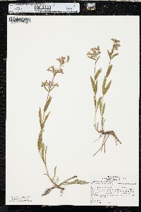 Penstemon albidus image