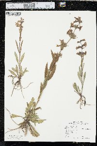 Penstemon albidus image