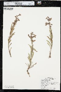 Penstemon albidus image