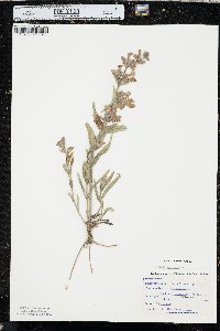 Penstemon albidus image