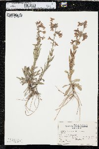 Penstemon albidus image