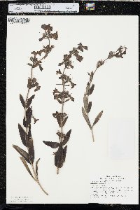 Penstemon albidus image