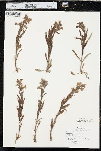 Penstemon albidus image