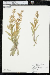 Penstemon albidus image