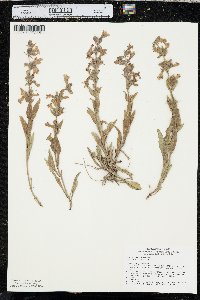 Penstemon albidus image