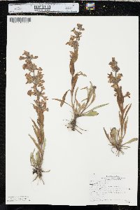 Penstemon albidus image