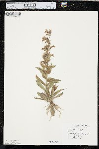 Penstemon albidus image