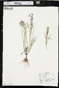 Penstemon angustifolius image