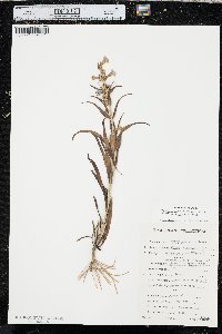 Penstemon angustifolius image