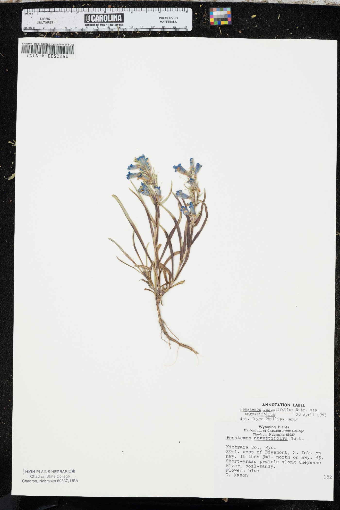 Penstemon angustifolius var. angustifolius image
