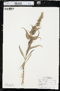 Penstemon angustifolius image