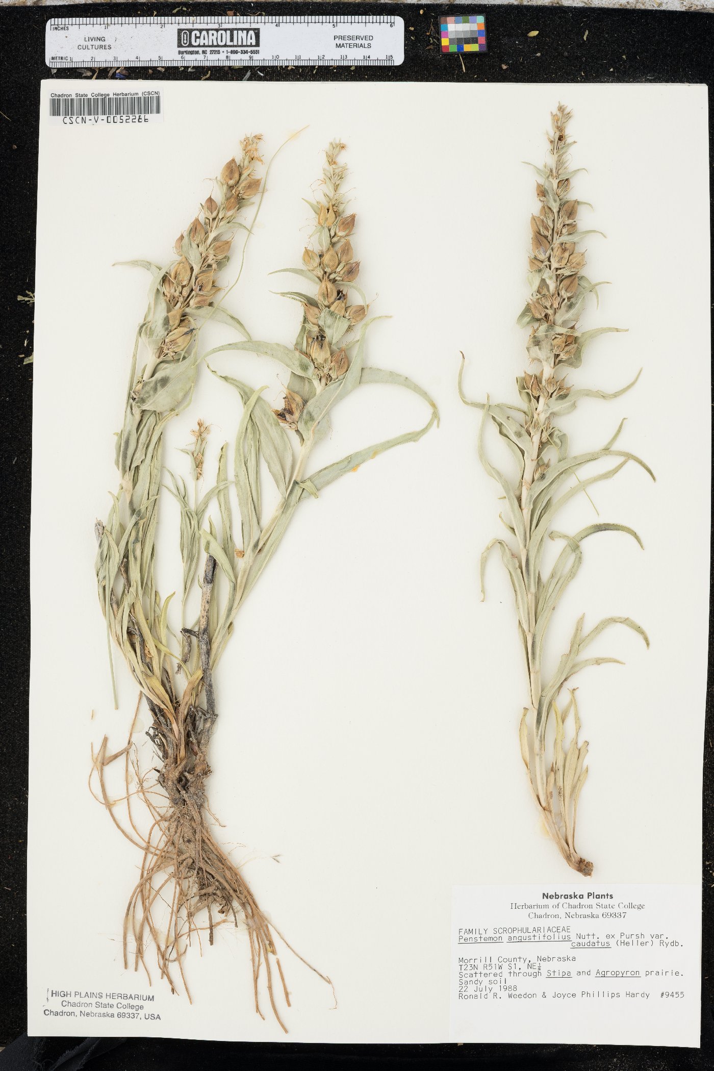 Penstemon angustifolius var. angustifolius image